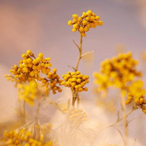 Compra Productos L'Occitane en Guatemala - Belleza Natural y Auténtica Online